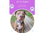 Adopt Cookie a Brown/Chocolate American Staffordshire Terrier / Mixed dog in