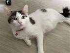 Adopt Millie II (New Digs) a White (Mostly) American Shorthair / Mixed (short