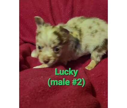 Chihuahua puppies for sale. Litter of 3 is a Female Chihuahua For Sale in York PA