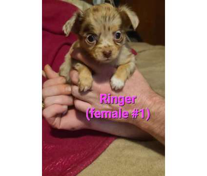 Chihuahua puppies for sale. Litter of 3 is a Female Chihuahua For Sale in York PA