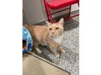 Adopt Jeeves a Tan or Fawn Domestic Shorthair / Domestic Shorthair / Mixed cat