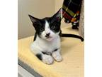 Adopt Kitten Atticus a Black & White or Tuxedo Domestic Shorthair / Mixed (short