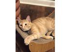 Adopt Ramen Noodle a Orange or Red Domestic Shorthair / Mixed (short coat) cat