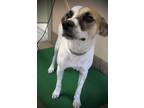 Adopt Walker a White - with Brown or Chocolate Jack Russell Terrier / Pointer /
