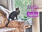 Adopt Salsa - Kitchener a Brown or Chocolate Domestic Shorthair / Domestic