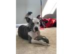 Adopt Goober a White - with Gray or Silver American Pit Bull Terrier / Mixed