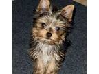 Yorkshire Terrier Puppy for sale in Lake Forest, CA, USA