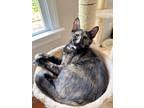Adopt Emily a Tortoiseshell Calico (short coat) cat in Richmond, VA (38546364)