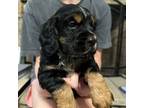 Cocker Spaniel Puppy for sale in Bainbridge, GA, USA