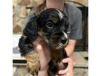 Cocker Spaniel Puppy for sale in Bainbridge, GA, USA
