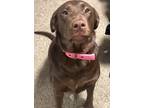 Adopt JellyBean Louise a Brown/Chocolate Labrador Retriever / Mixed dog in