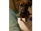 Adopt Fernando a German Shepherd Dog / Mixed dog in Tucson, AZ (38333779)