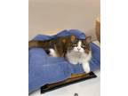 Adopt Sprinkles a Calico or Dilute Calico Domestic Longhair / Mixed (long coat)