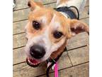Adopt Popcorn a Labrador Retriever dog in Whitestone, NY (38465806)