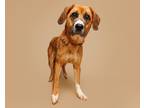 Adopt Rae a Mixed Breed (Medium) / Mixed dog in Durham, NC (38470293)