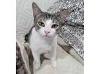 Adopt Yvonne a Brown Tabby Domestic Shorthair / Mixed (short coat) cat in Los