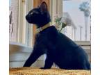 Adopt Beans a All Black Domestic Shorthair / Mixed (short coat) cat in Los