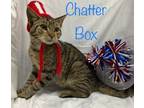 Adopt Chatter Box a Brown Tabby Domestic Shorthair / Mixed (short coat) cat in