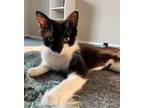 Adopt Jean a Black & White or Tuxedo Domestic Shorthair / Mixed (short coat) cat
