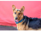 Adopt Benson a Tan/Yellow/Fawn Shepherd (Unknown Type) / Mixed dog in Toronto