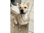 Adopt Ace a Tan/Yellow/Fawn Basenji / Carolina Dog / Mixed dog in San Marcos
