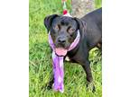 Adopt Lavender a Labrador Retriever / American Staffordshire Terrier / Mixed dog