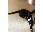 Adopt Mozart23 a Domestic Shorthair / Mixed (short coat) cat in Youngsville