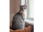 Adopt Autumn a Domestic Shorthair / Mixed (short coat) cat in Prairie du Chien