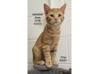 Adopt Mango a Domestic Shorthair / Mixed (short coat) cat in Crossville