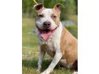 Adopt Salem in California MD a Tan/Yellow/Fawn - with White Pit Bull Terrier /