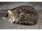 Adopt GENNI a Gray, Blue or Silver Tabby American Shorthair / Mixed (short coat)