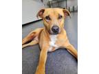 Adopt Summer a Tan/Yellow/Fawn - with White Black Mouth Cur / Hound (Unknown