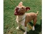 Adopt Pancake in Hopewell VA a Tan/Yellow/Fawn - with White Pit Bull Terrier /
