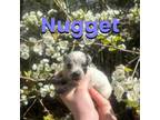 Nugget