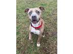 Adopt Echo a Brindle Pit Bull Terrier / Catahoula Leopard Dog / Mixed dog in