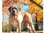 Adopt TJ a Mastiff / Mixed dog in Allentown, PA (38593894)