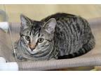 Adopt Chandler a Brown or Chocolate Domestic Shorthair / Domestic Shorthair /