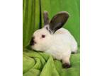 Adopt Hare-y Potter a White Other/Unknown / New Zealand / Mixed rabbit in