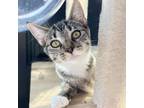Adopt Mia Missy a Gray or Blue Domestic Shorthair / Mixed cat in Mission