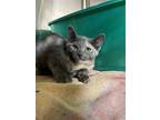 Adopt MJ a Calico or Dilute Calico Domestic Shorthair / Mixed (short coat) cat