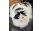 Adopt Momma (CL) a Turkish Van / Mixed cat in San Antonio, TX (38543827)