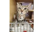 Adopt Sarita a Domestic Mediumhair / Mixed cat in San Antonio, TX (38459205)