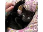 Adopt Glitter a All Black Domestic Shorthair / Mixed (short coat) cat in Santa
