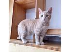 Adopt Javi a Domestic Shorthair / Mixed (short coat) cat in St.