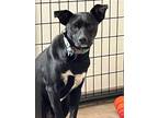 Adopt Stanley a Toy Fox Terrier / Manchester Terrier / Mixed dog in Thompson