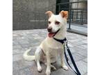Adopt Yoha a White Toy Fox Terrier / Jindo / Mixed dog in Palisades Park