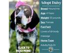 Adopt Daisy a Black Bluetick Coonhound / Mixed dog in Metamora, MI (38415388)