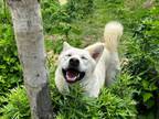 Adopt Ddo-chi a White Labrador Retriever / Jindo / Mixed dog in Palisades Park
