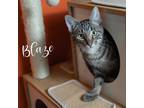 Adopt Blaze (Bonded with Lizzie) a Brown or Chocolate Domestic Shorthair /