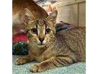 Adopt Swain a Brown Tabby Domestic Shorthair / Mixed cat in Candler